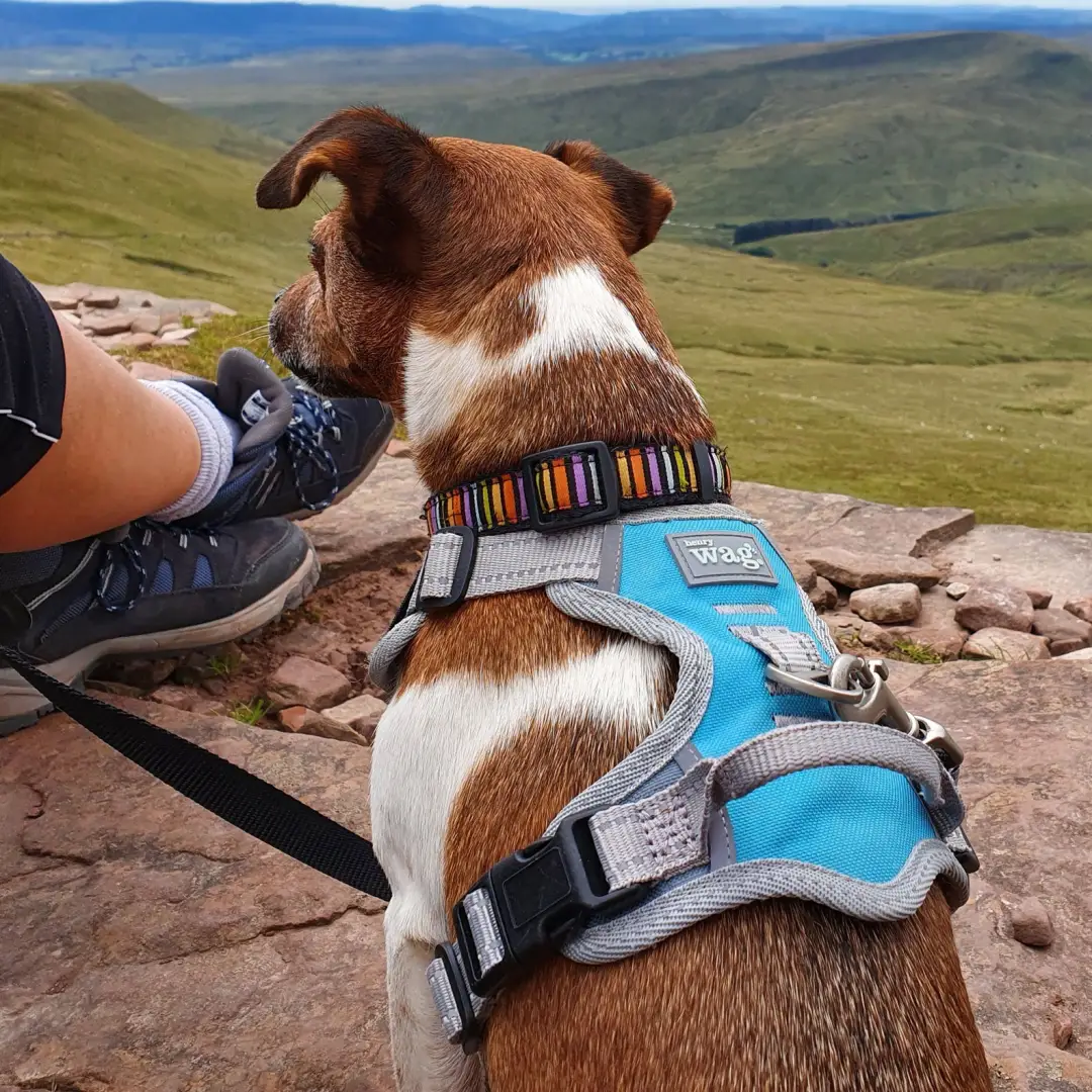Henry Wag Dog Travel Harness - Image 3