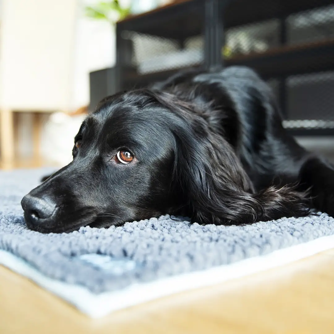 Henry Wag MicroFibre Noodle Mat - Medium - Image 2