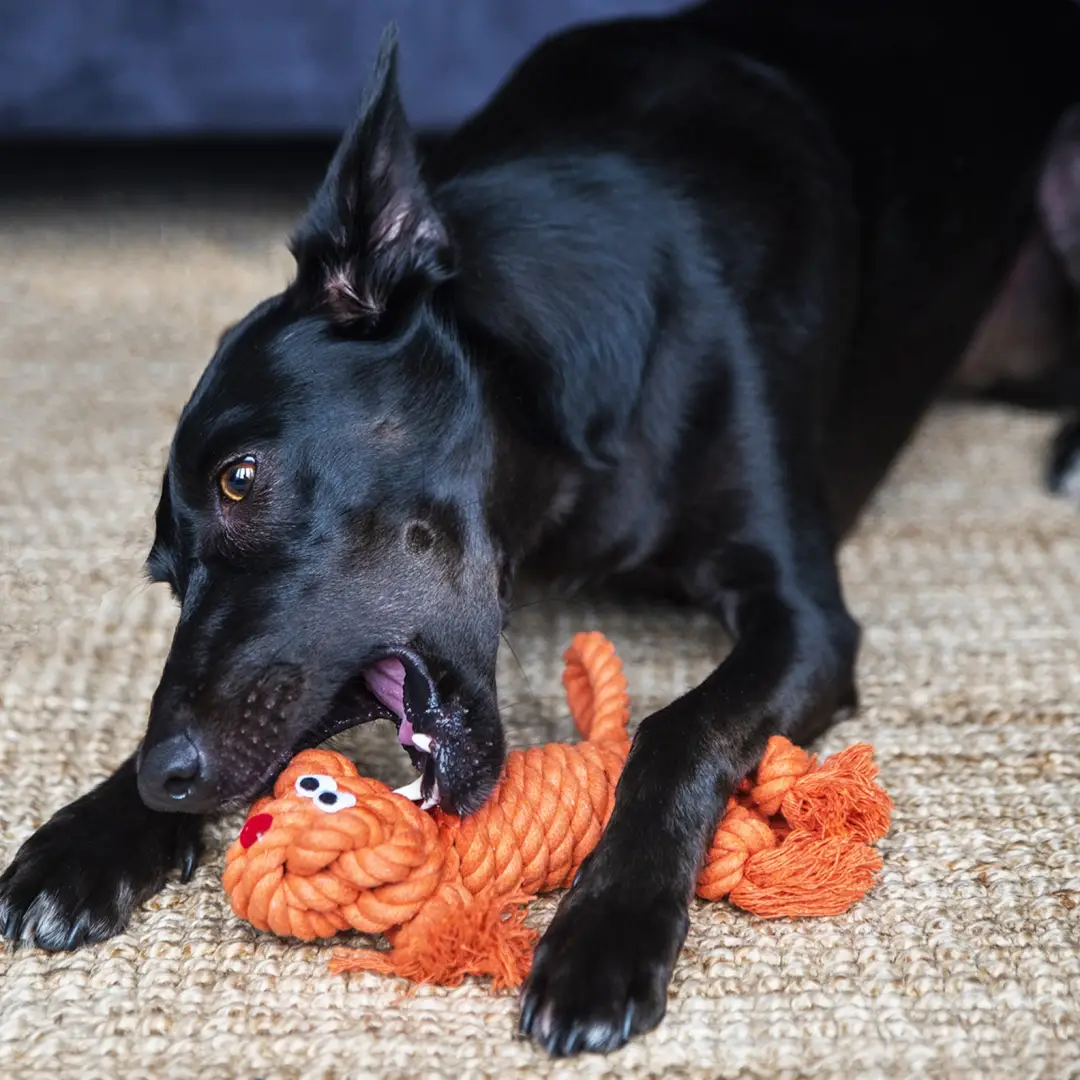 Henry Wag Rope Buddies Companion Dog Toy Characters - Image 2
