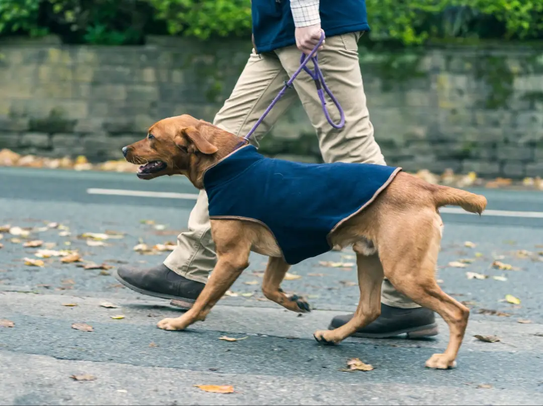 Jack Pyke Fleece Dog Coat - Image 4