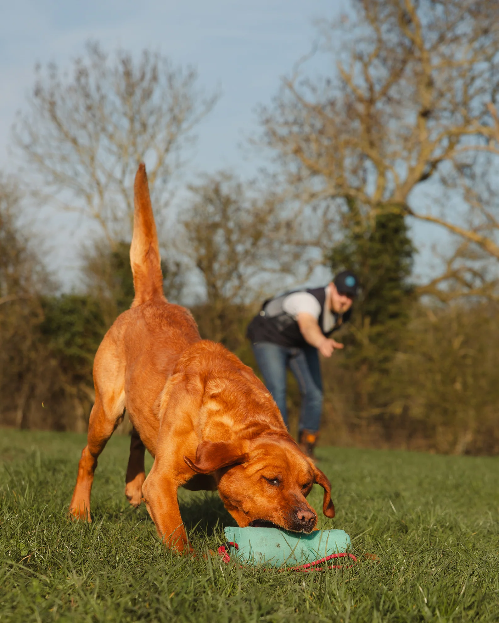 New Forest Dog Training Vest II - Image 11