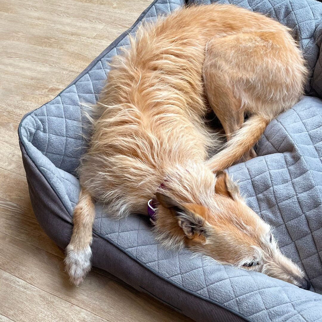 Scruffs Thermal Box Bed - Image 5