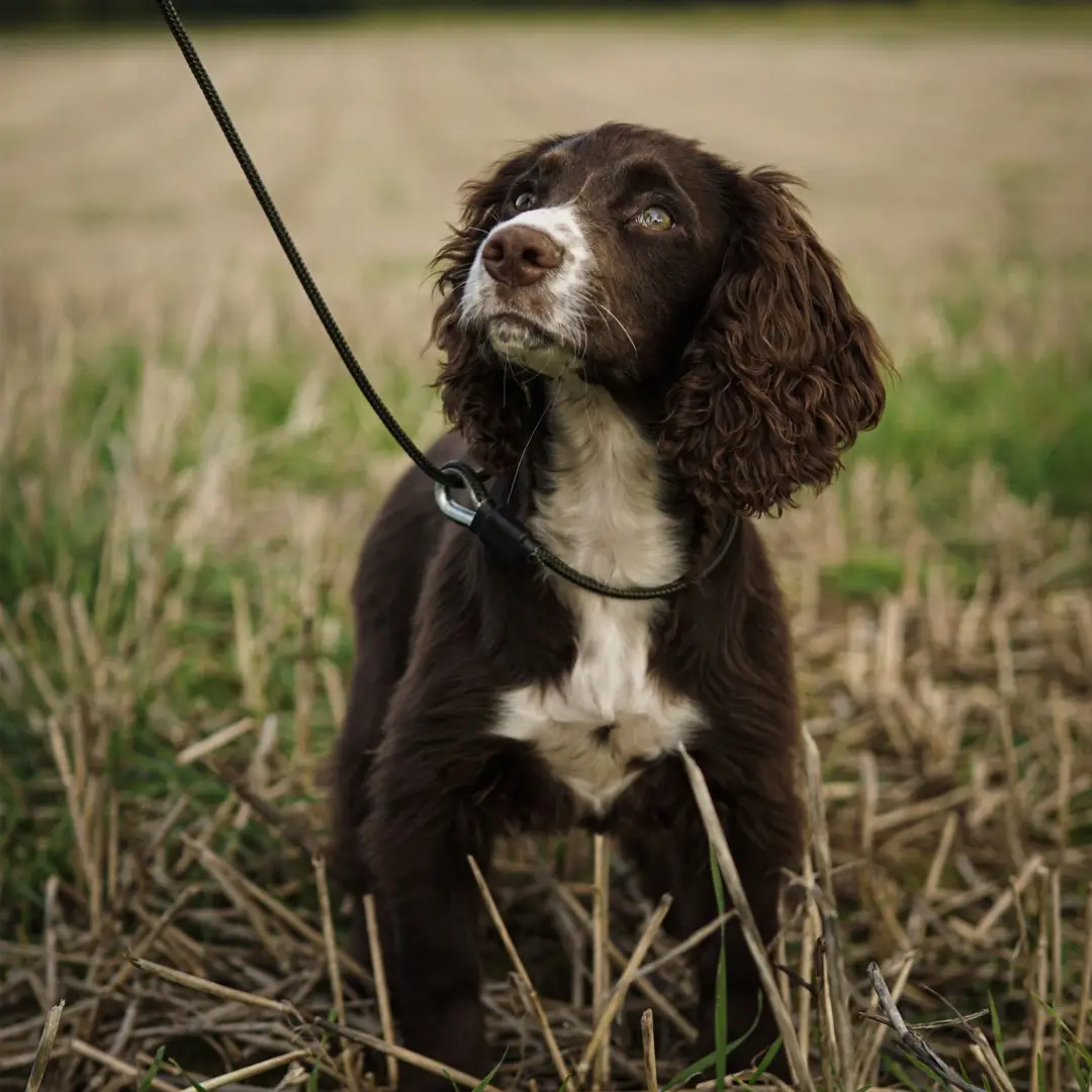 Sporting Saint Field Trial Pro Slip Lead - Image 2