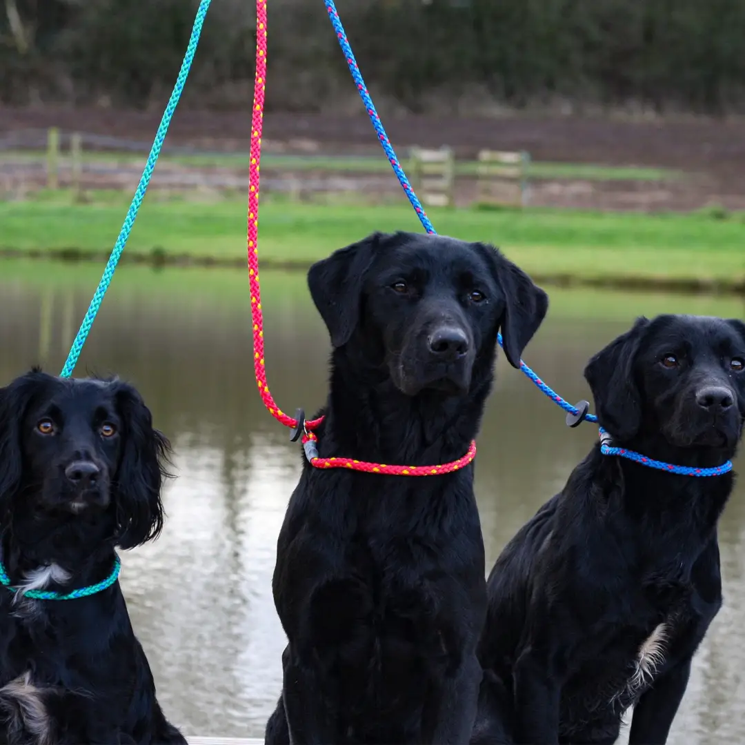 Sporting Saint Gundog Slip Lead - Image 2